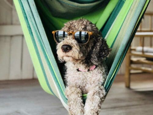 Dog in a hammock with glasses on