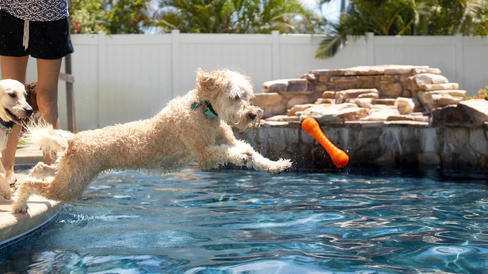 Dog playing fetch in a pool