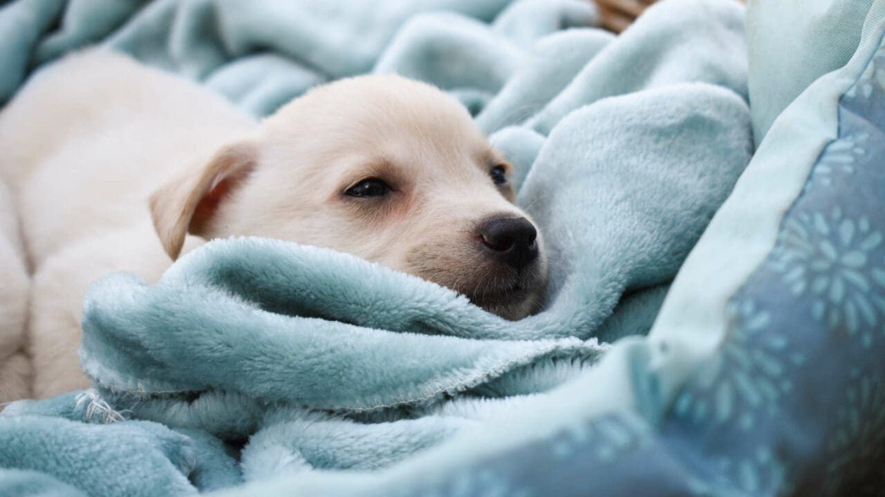 Dog Breeders Website Design 🐾 Elegant Design and Powerful SEO