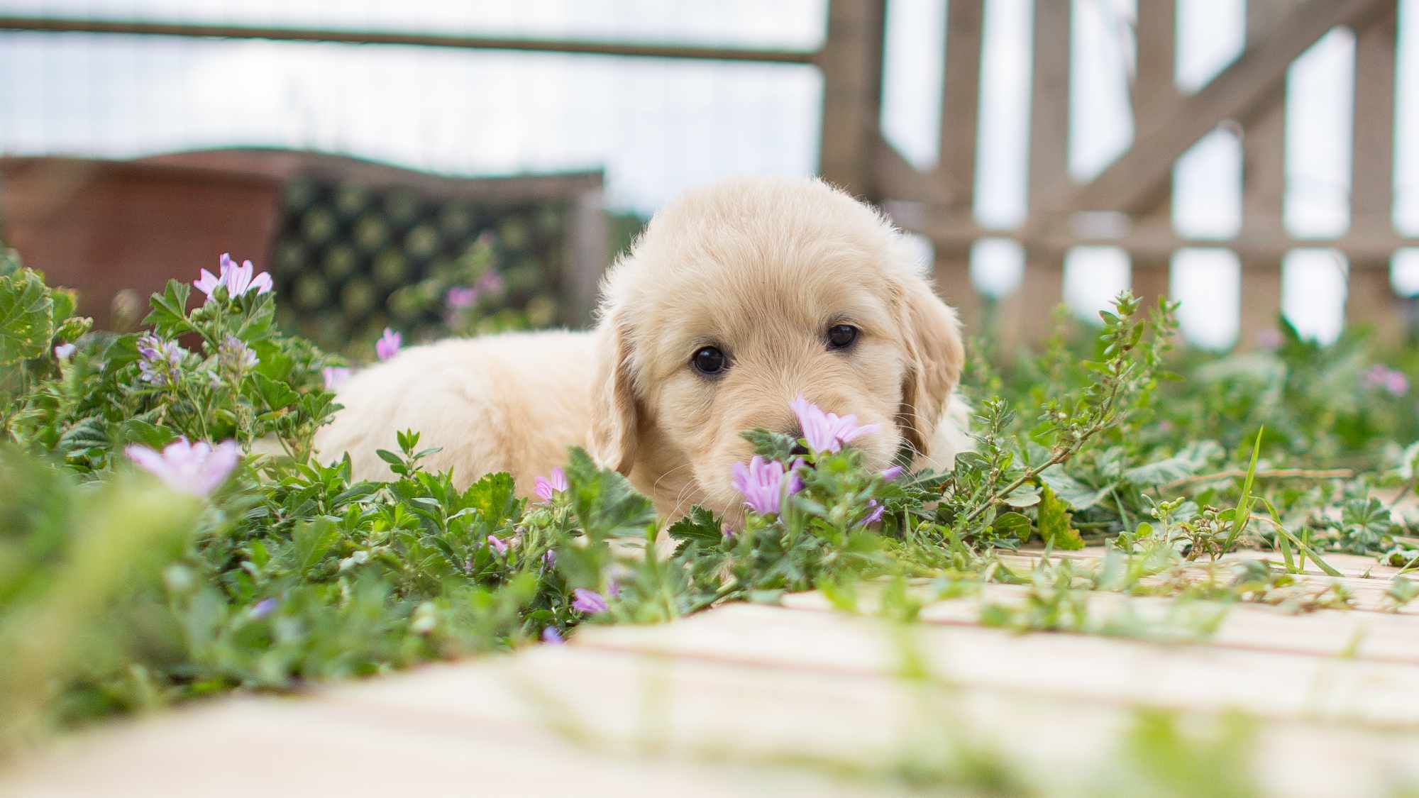 Puppy in the grass