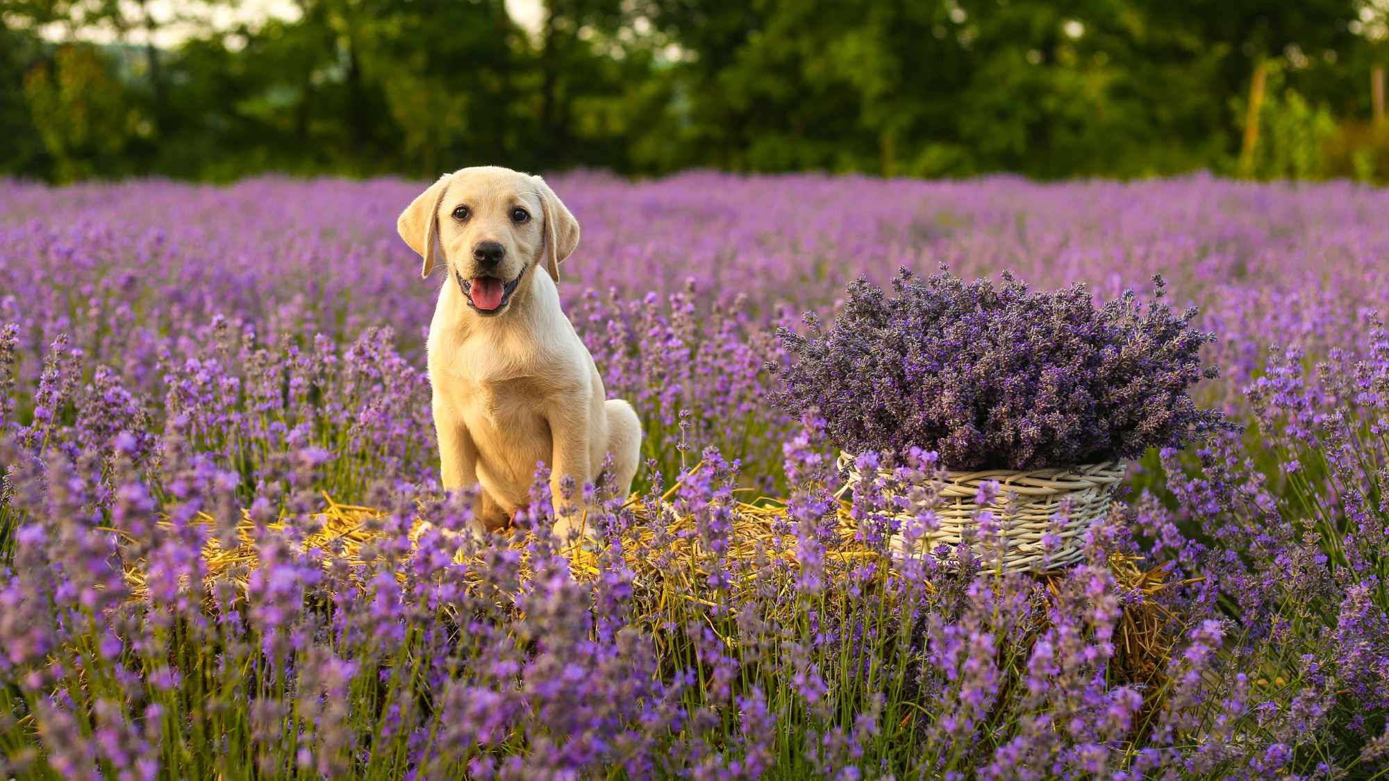 Puppy in a field of lavender