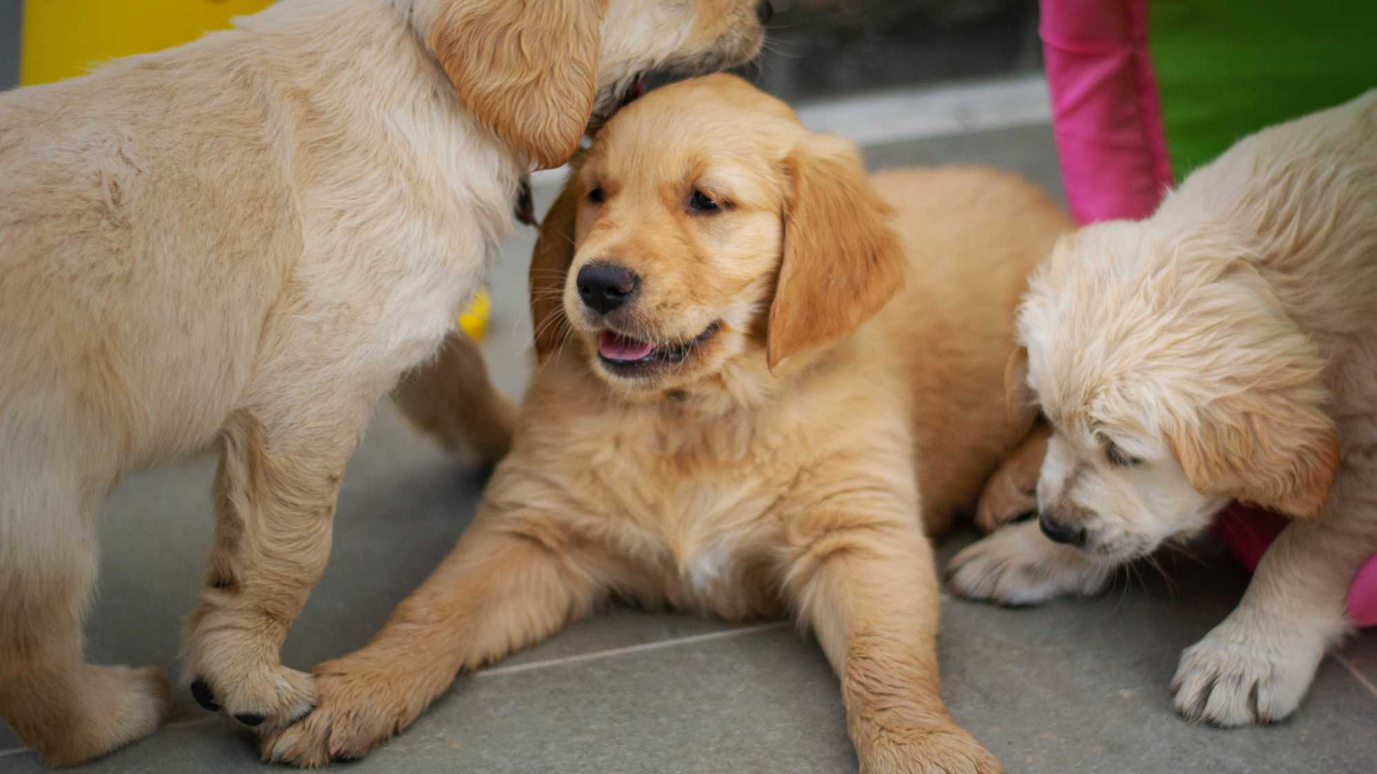 Playful pups