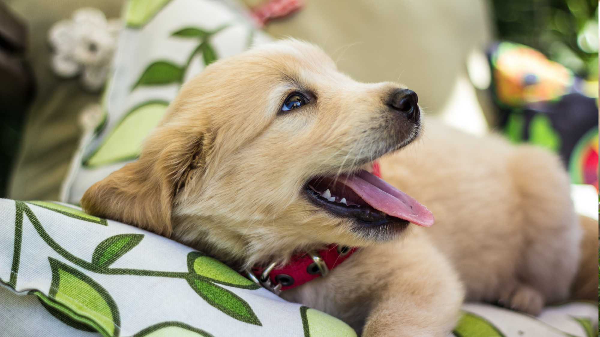 Playful pup on pillows