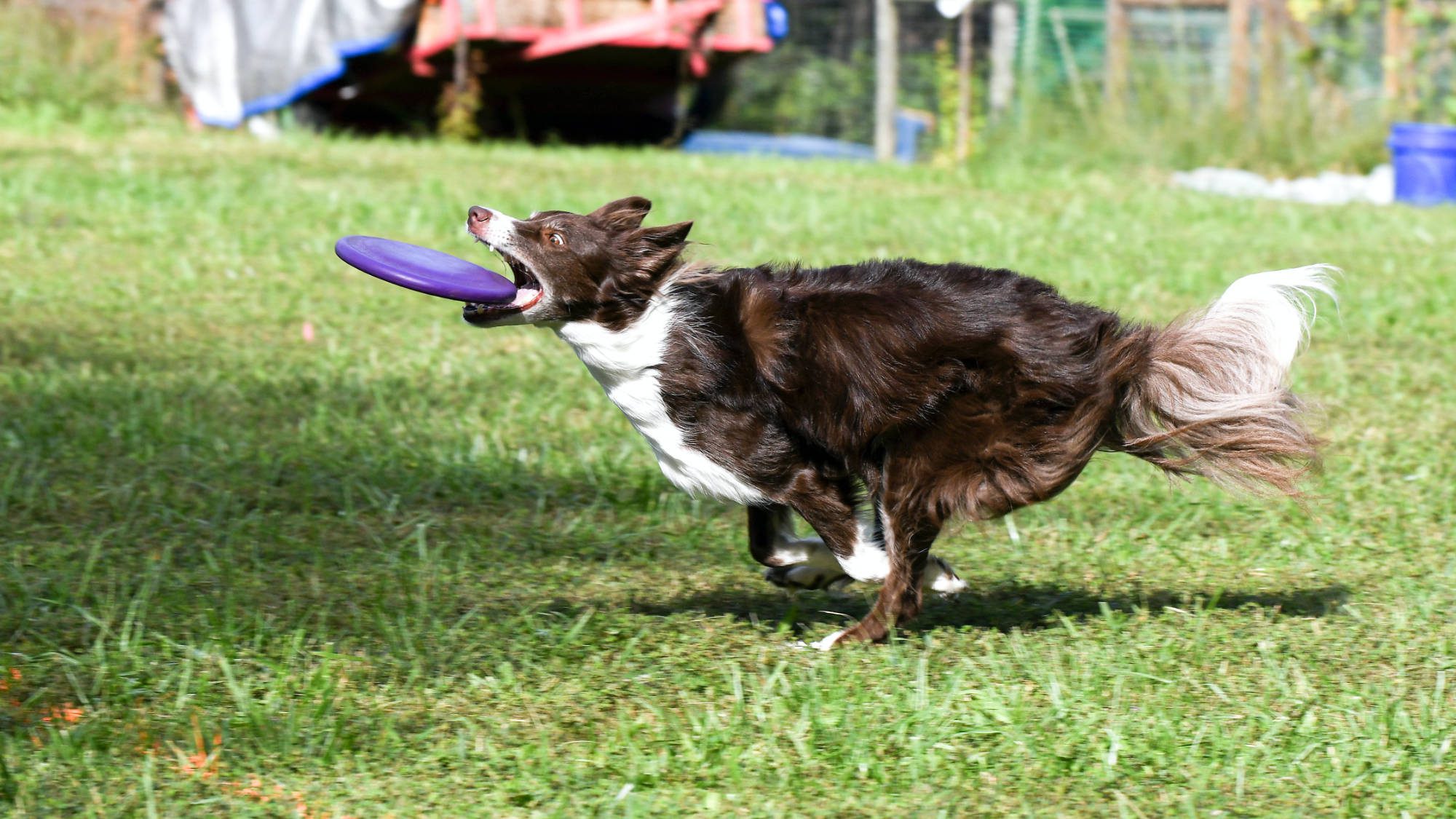 Dog catching a Frisbee