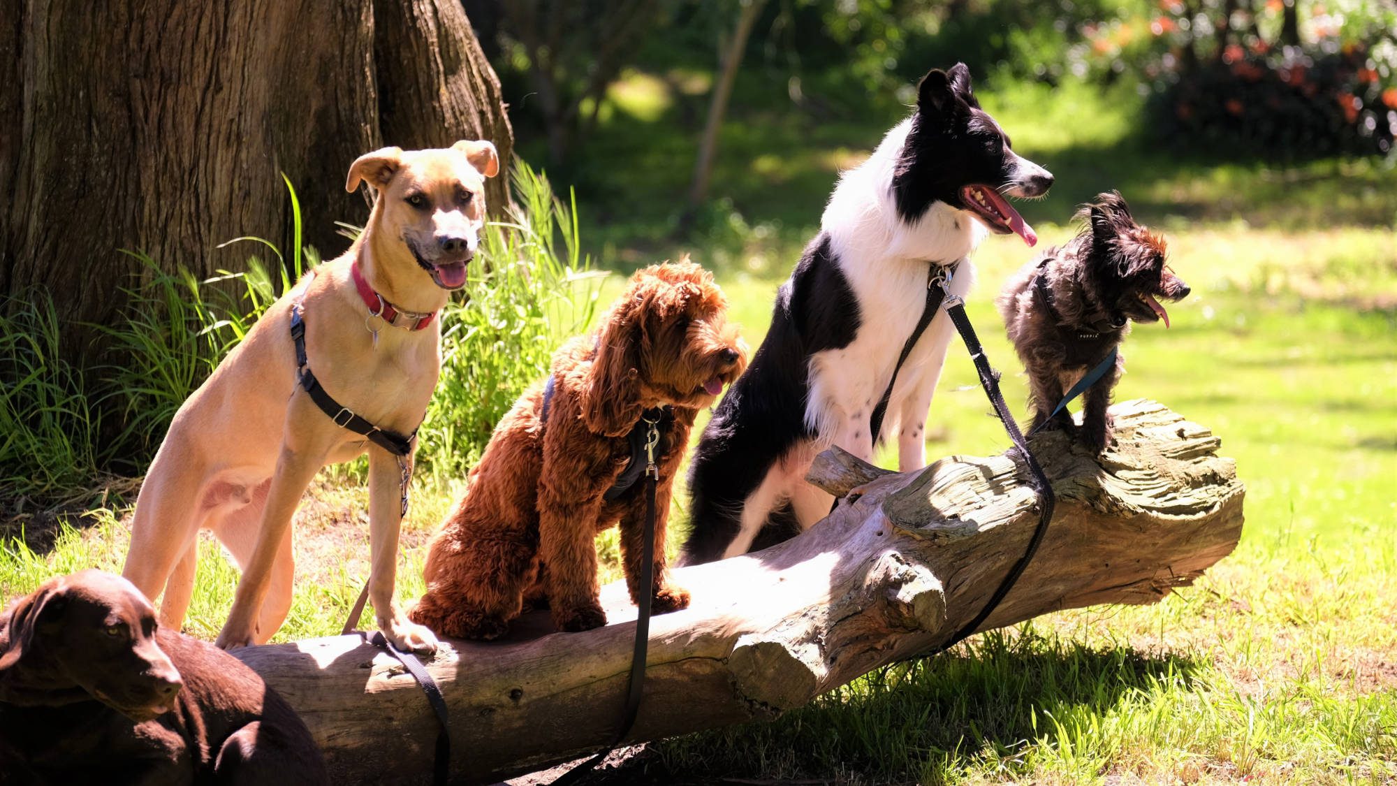 4 dogs hanging out on a log in a park