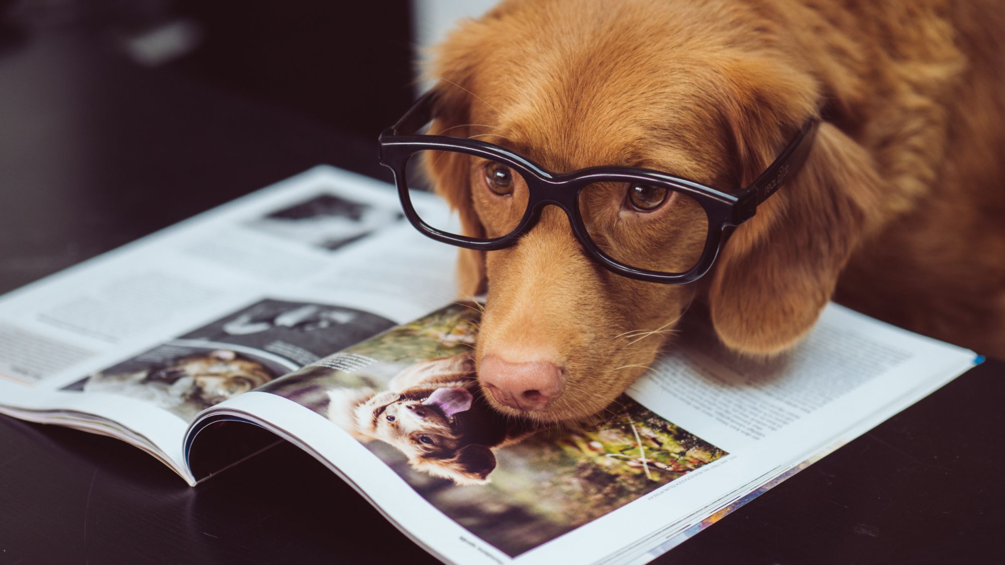 Dog wearing glasses with his head on an open magazine showing a photo of the dog.