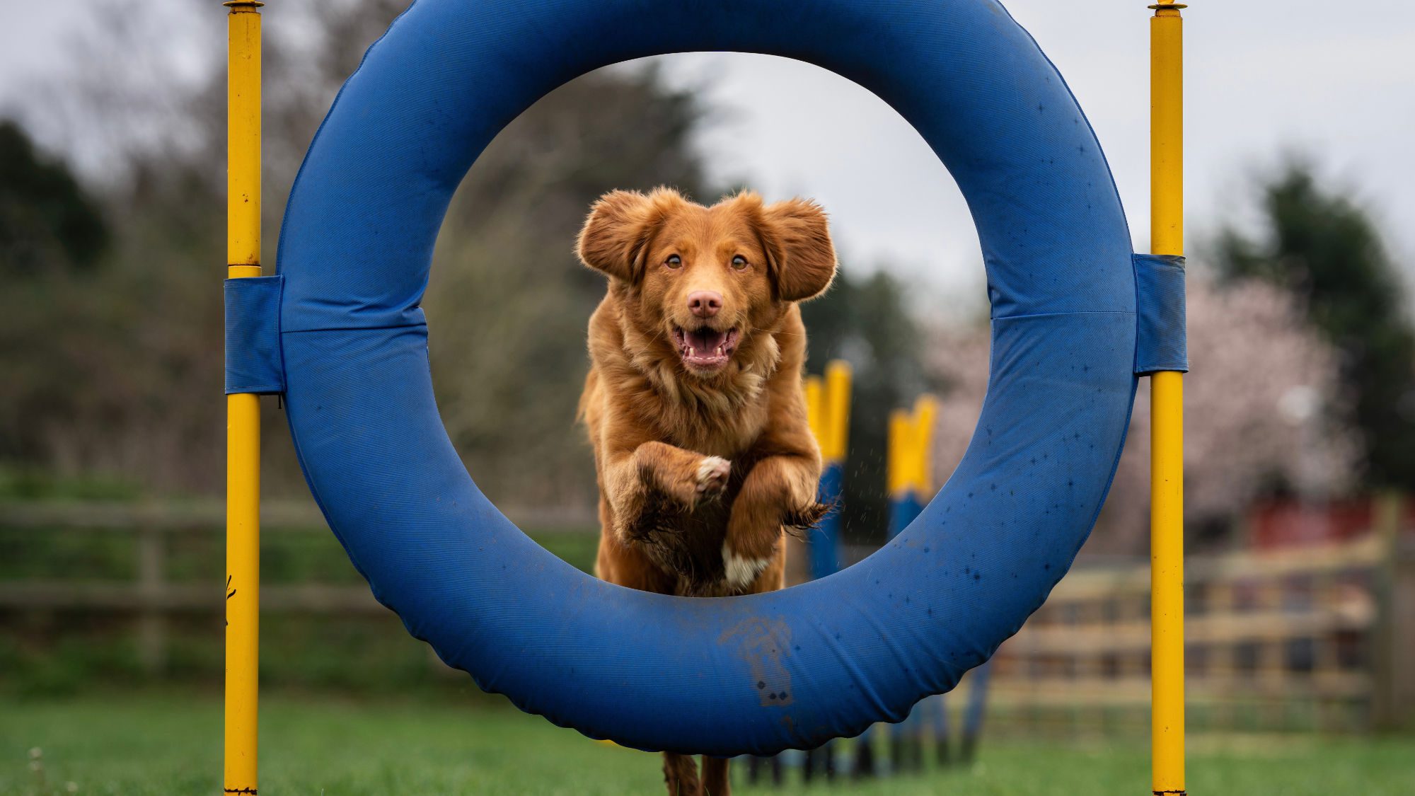 dog jumping through a blue hoop on an agility course