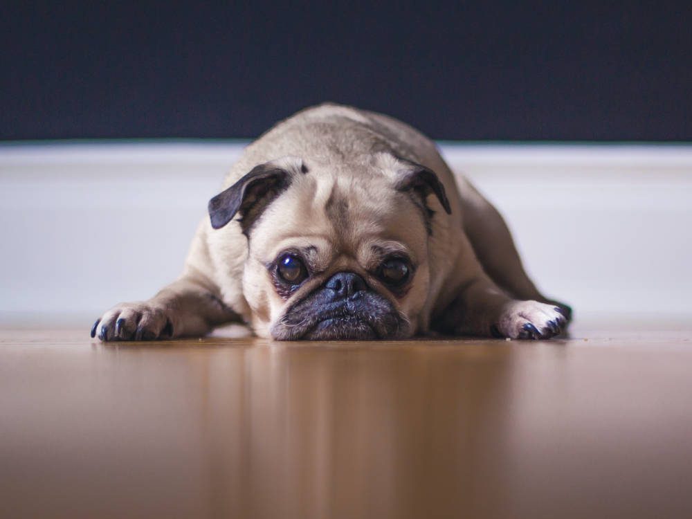 dog laying down on the floor