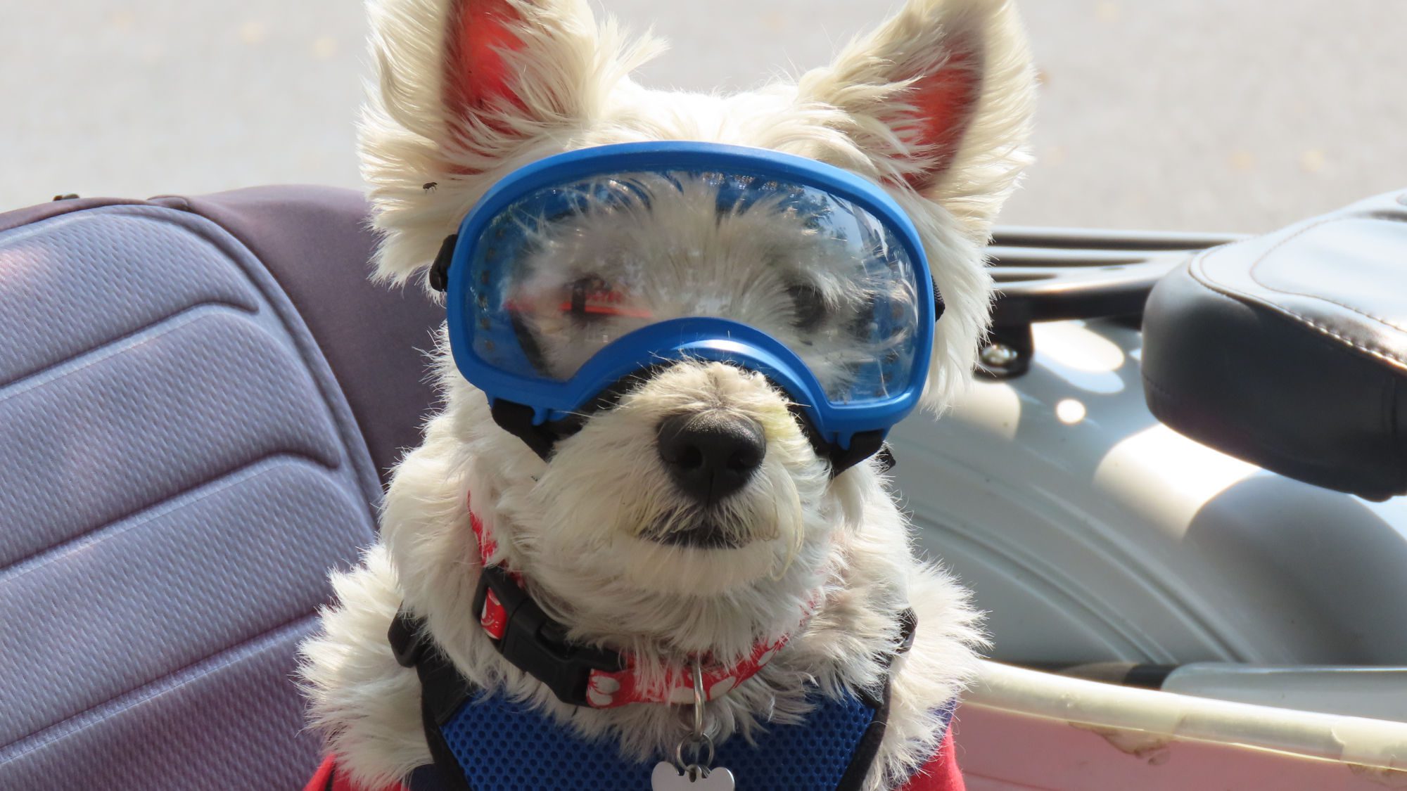 Small white Westie dog with goggles