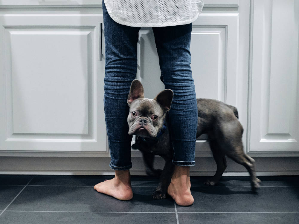 Dog standing between owners legs looking cautious
