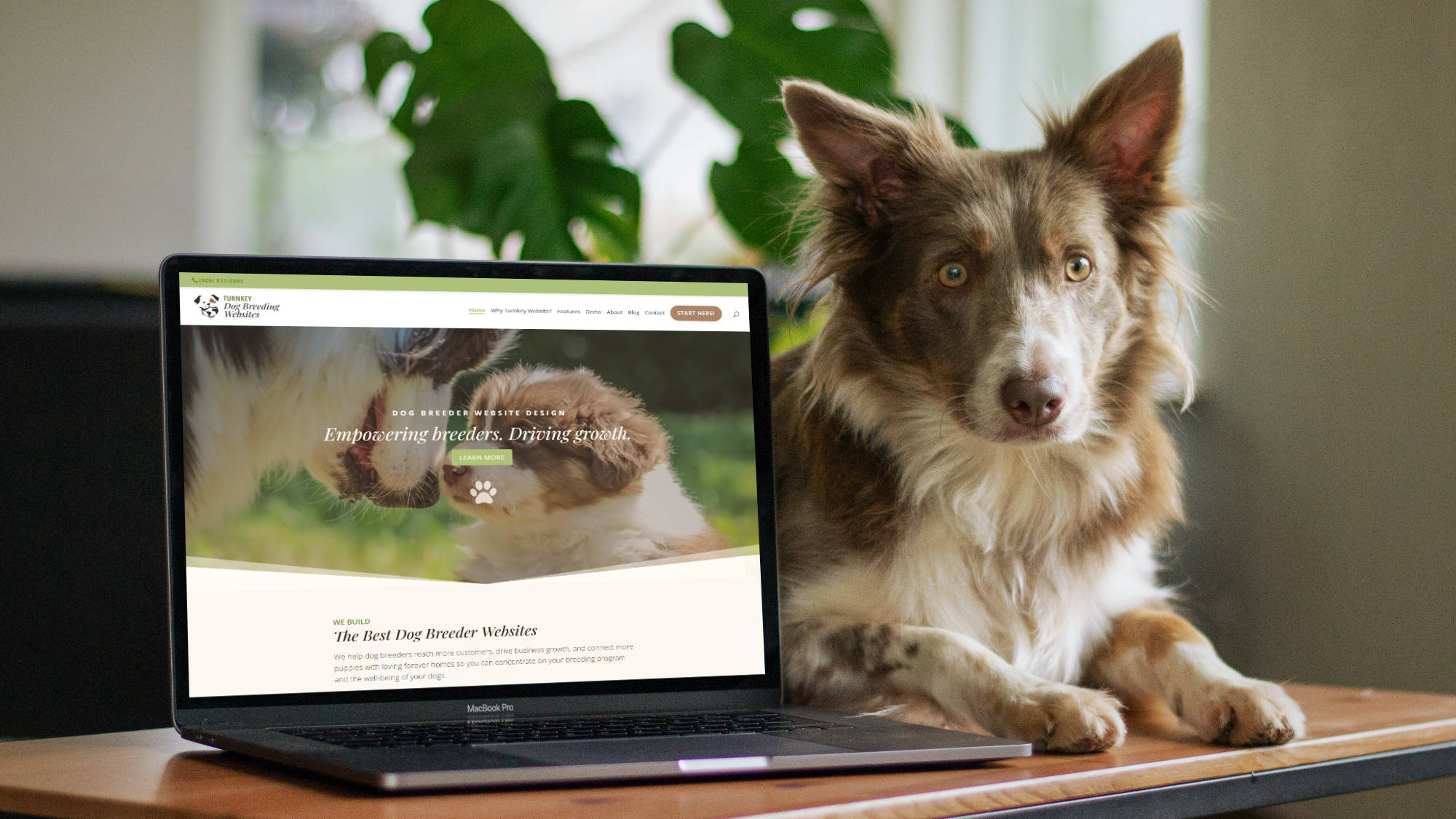 Dog next to a laptop with Turnkey Dog Breeding Websites open