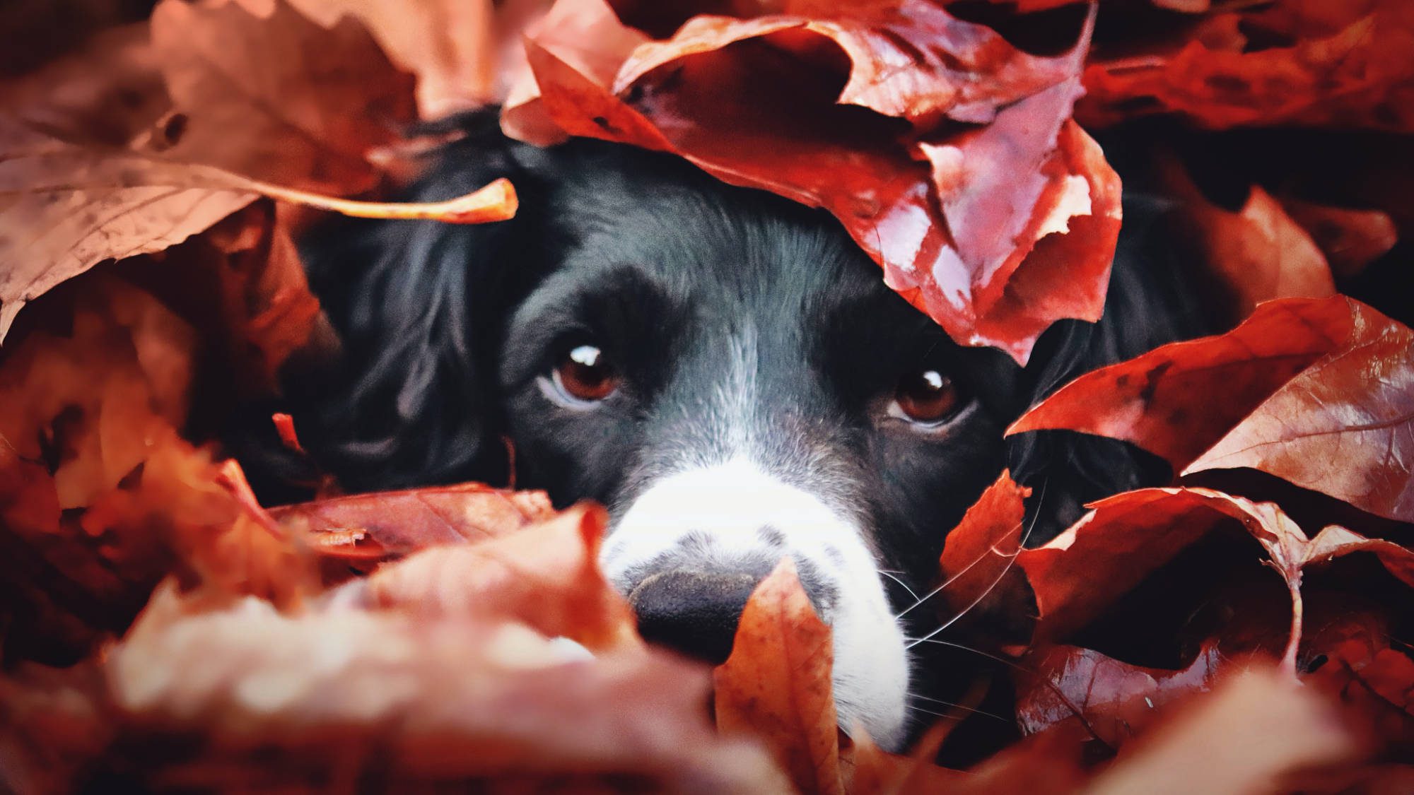 Dog hiding under a pile of leaves