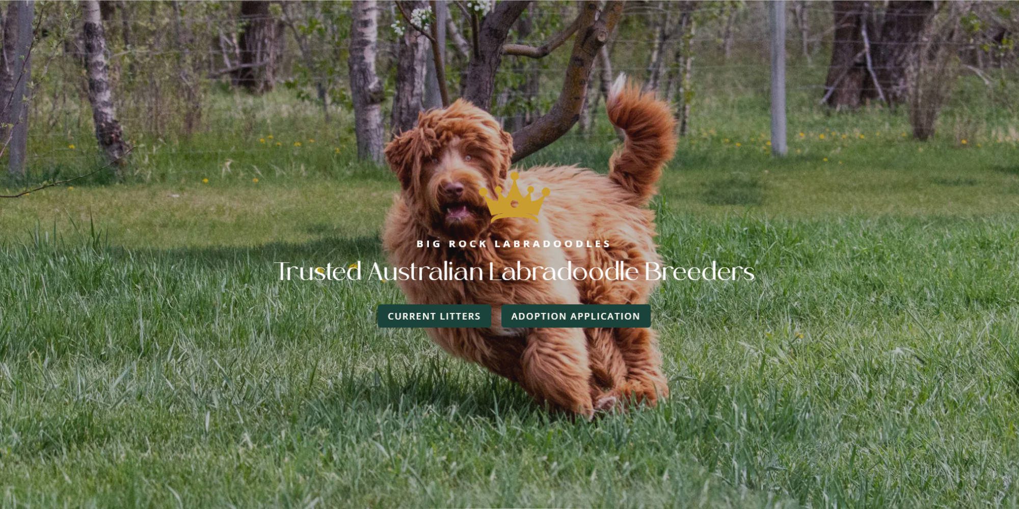 Big Rock Labradoodles desktop screenshot of the Home page header section