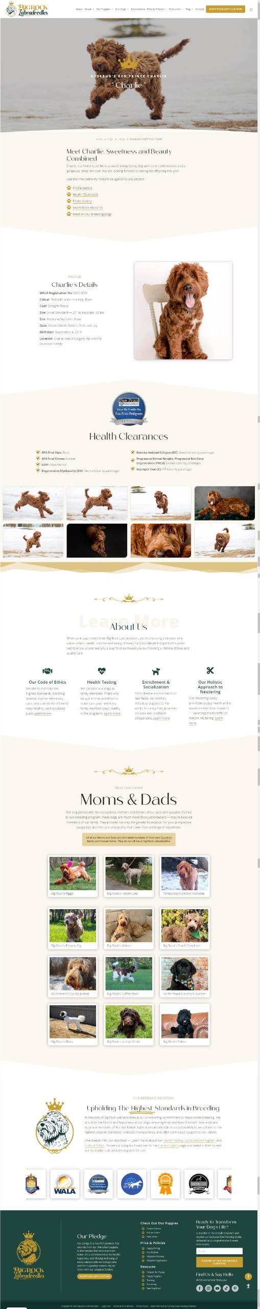 Full page screenshot of Big Rock Labradoodles' Breeding Dog page