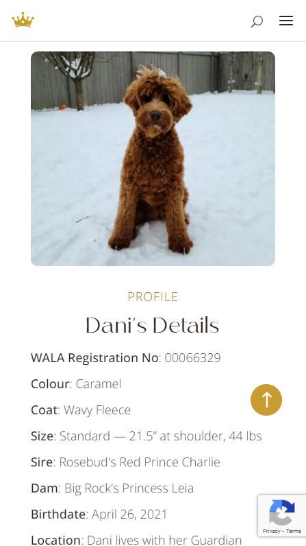 Big Rock Labradoodles mobile screenshot of a breeding dog's profile details section