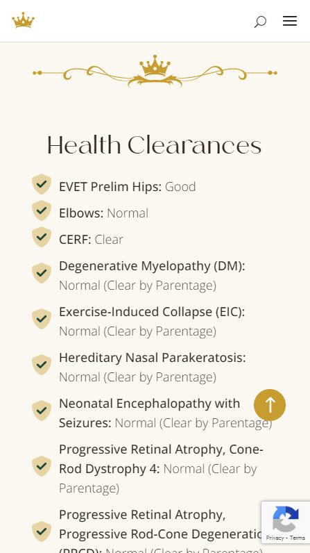 Big Rock Labradoodles mobile screenshot of the Health Clearances section