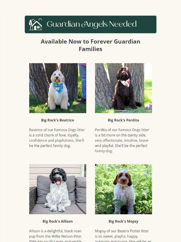 Big Rock Labradoodles - newsletter screenshot - Guardian Angels Needed