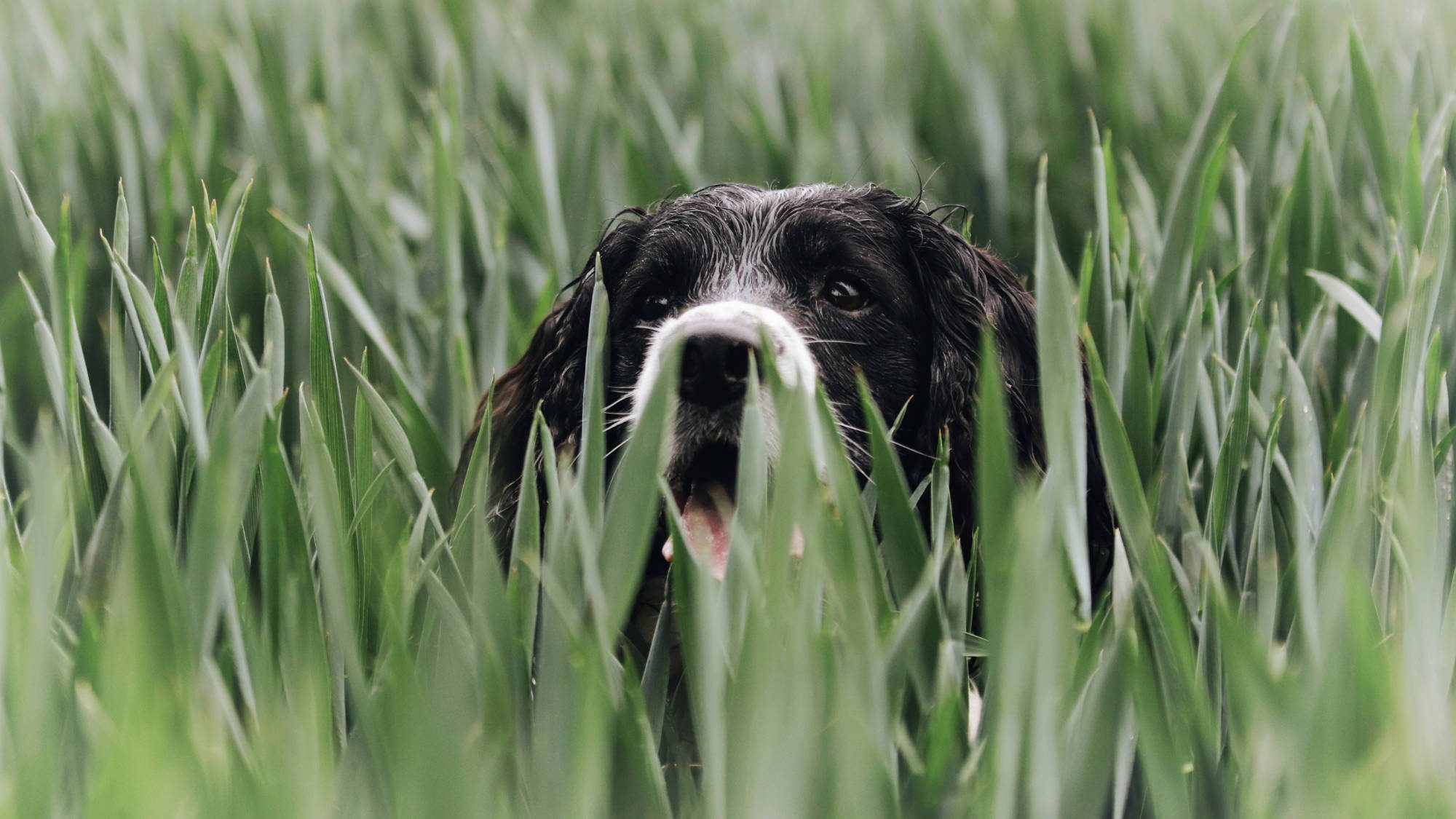 a dog barely visible in the grass