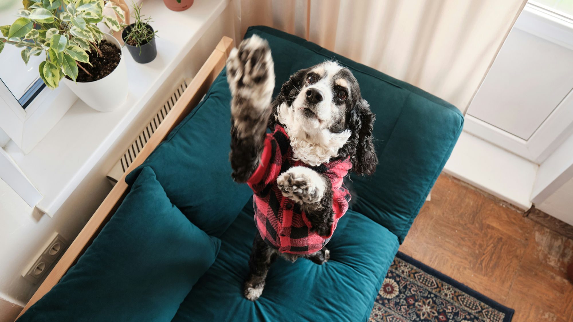 Spaniel standing on a couch