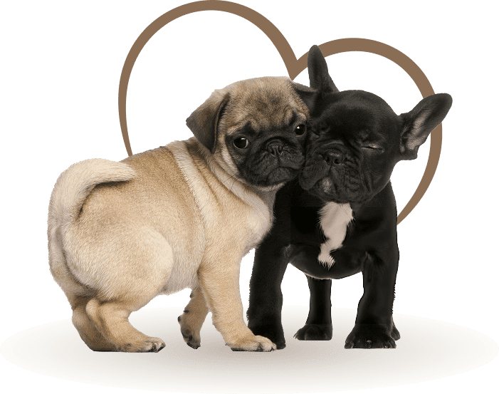 Pug and French Bulldog puppies