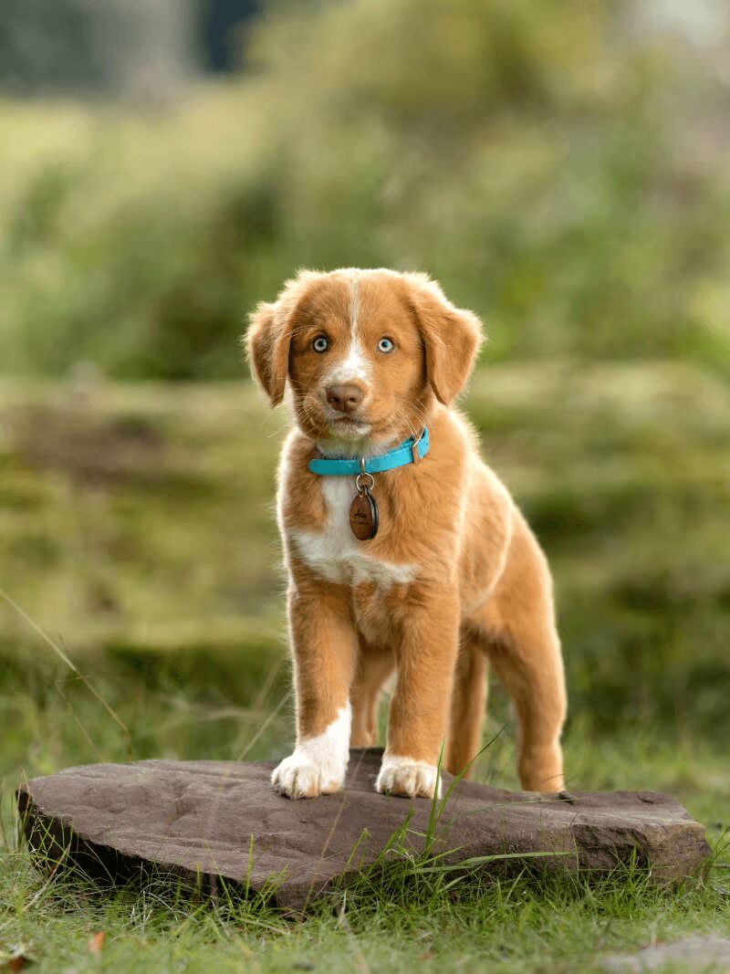 image 60 cute puppy on a rock staring at the camera