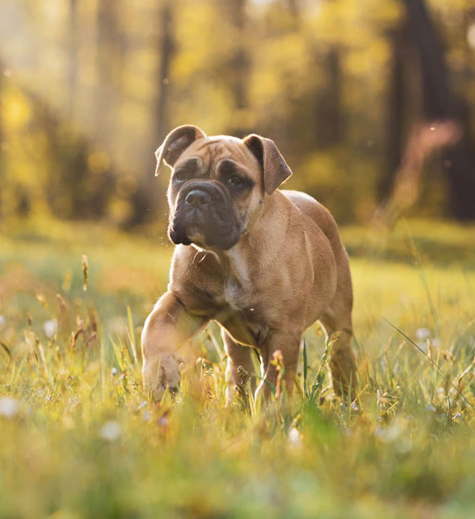 Why We’re Different Dog in a field