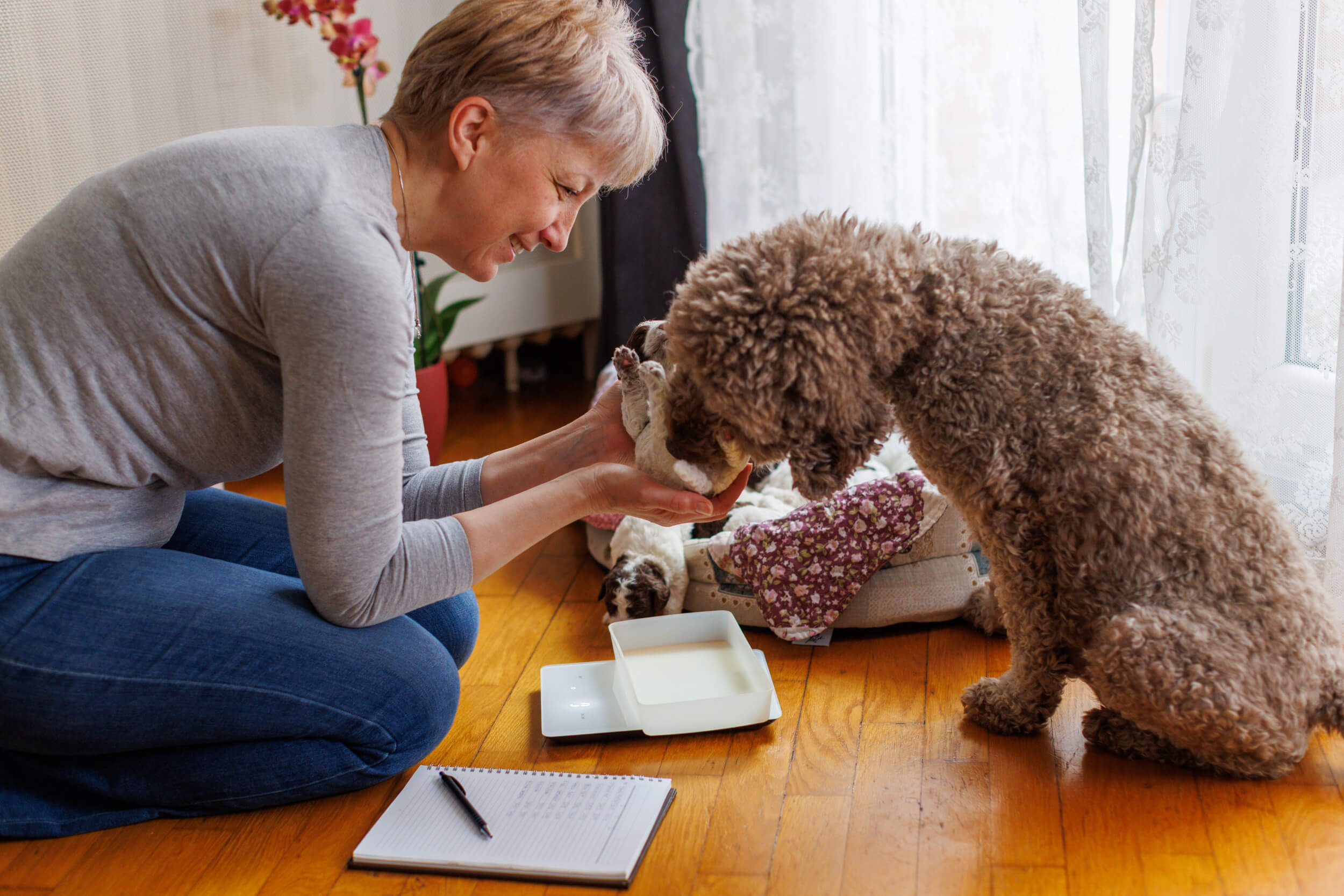 Built for Breeders Who Are Experts — But Not Writers Breeder Measuring Lagotto Romagnolo Puppies