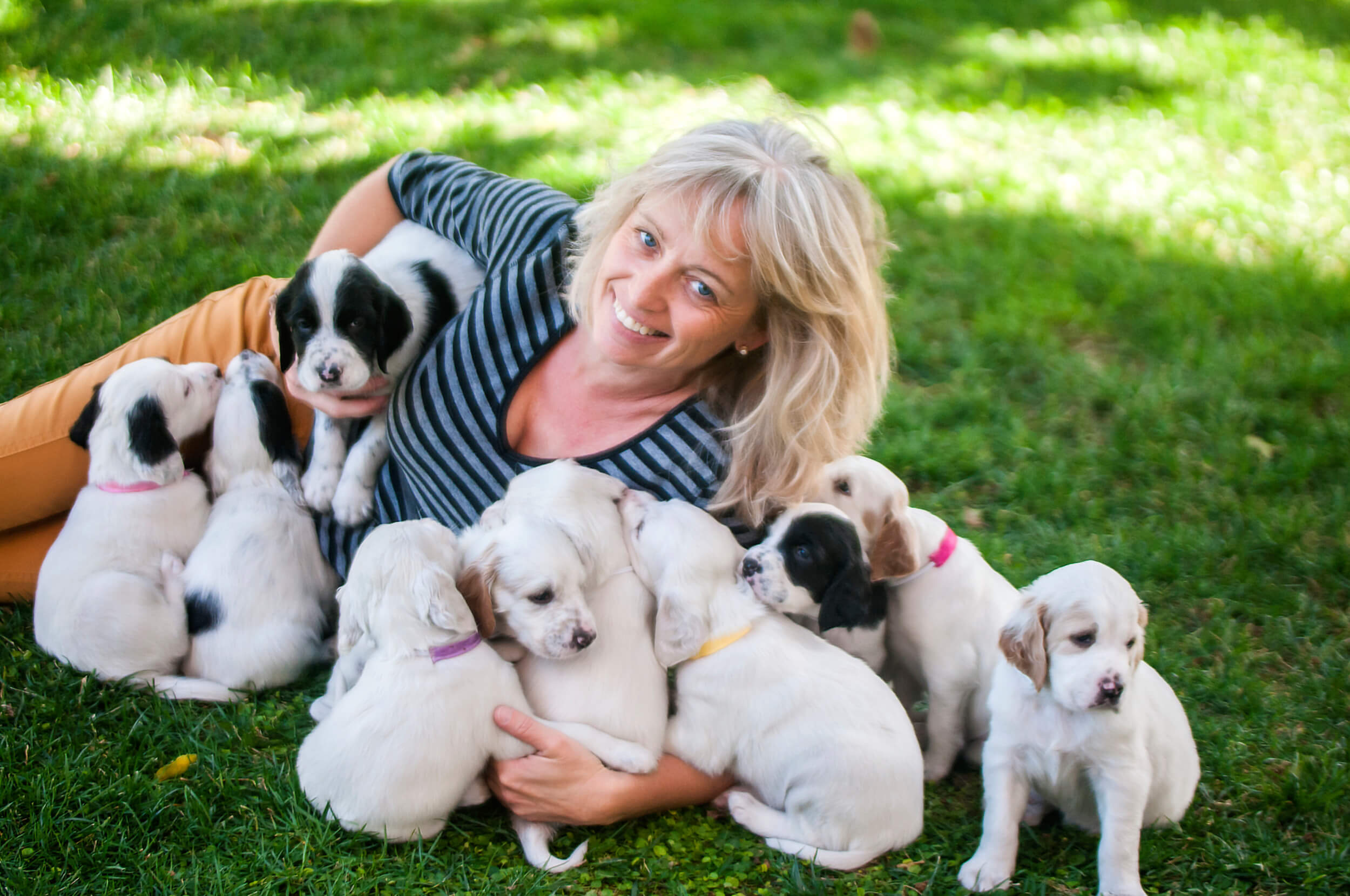 Who This Is For Breeder playing with a litter of a Dalmatian puppies