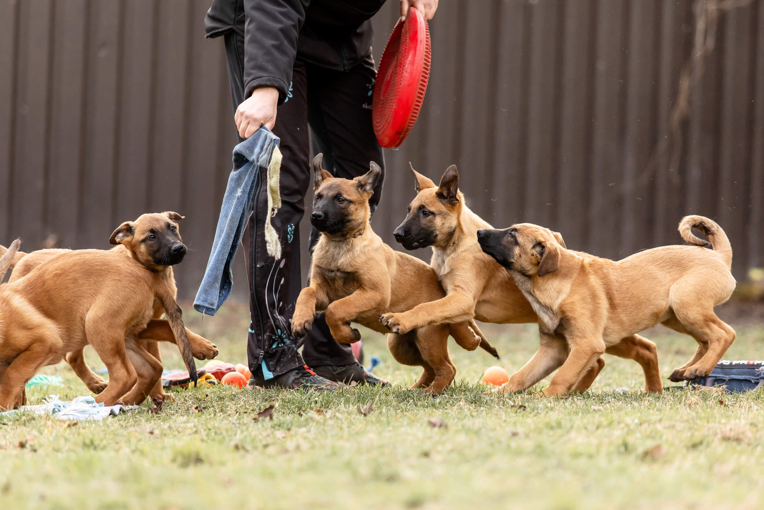 Dog Breeder working with a litter Dog Breeder working with a litter of Belgian Shepherd Malinois puppies