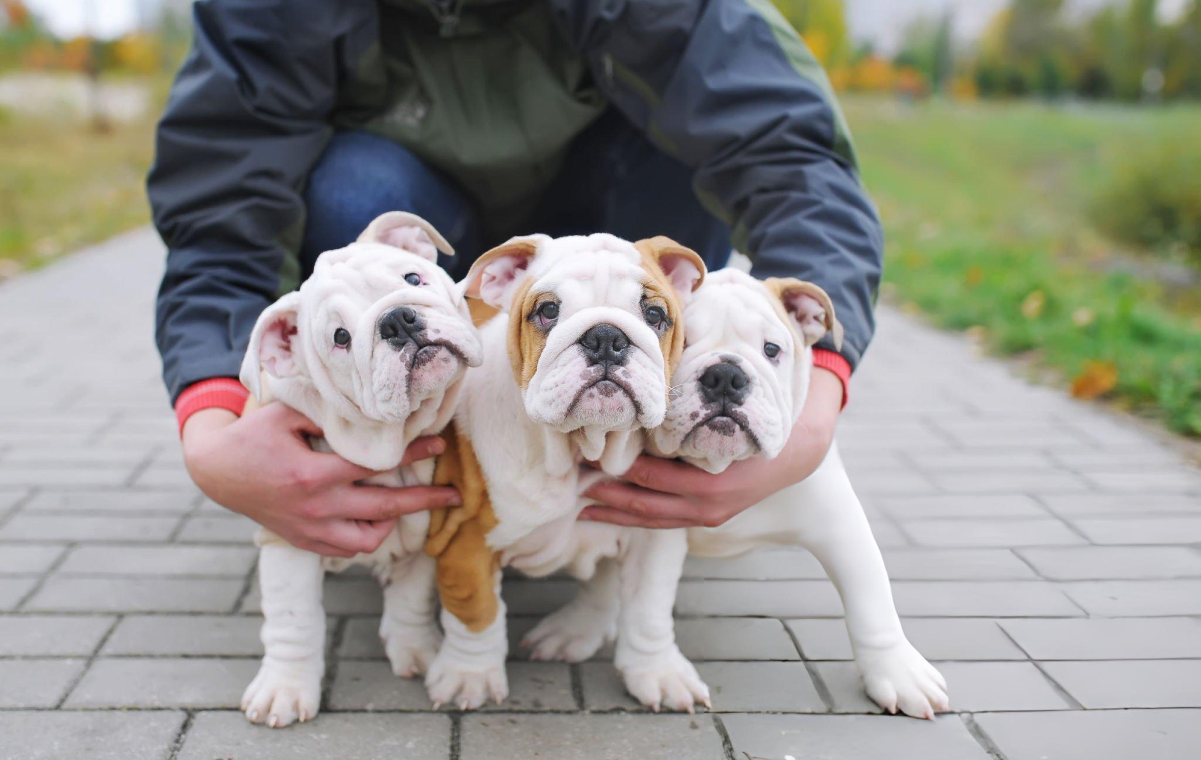 Strategic Positioning: Know Who You’re For English Bulldog Puppies