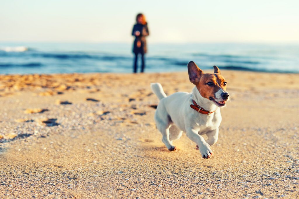 Imagine This Instead Breeder with one of her dogs on a beach