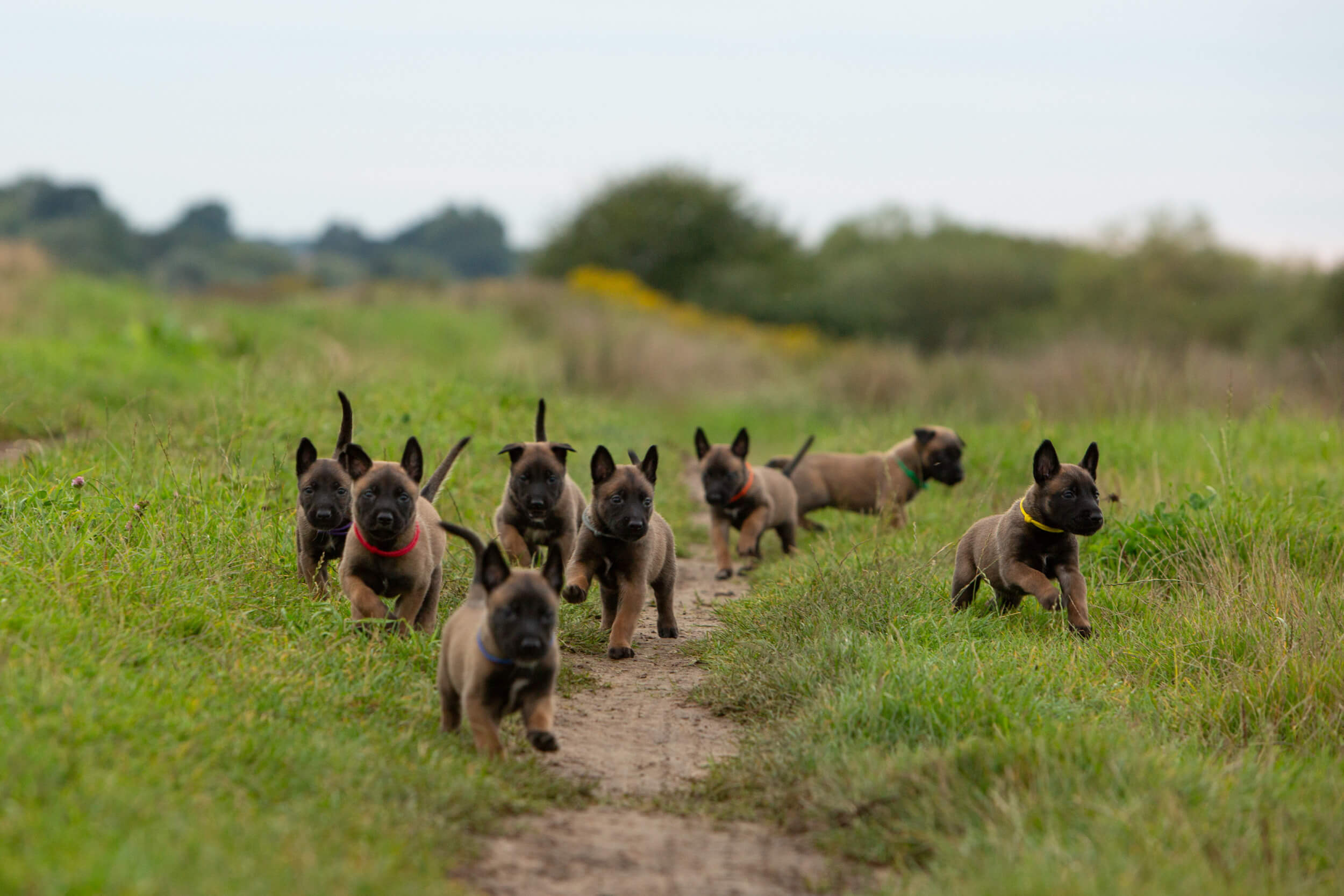 Litter of Malinois puppies Litter of Malinois puppies playing in a field