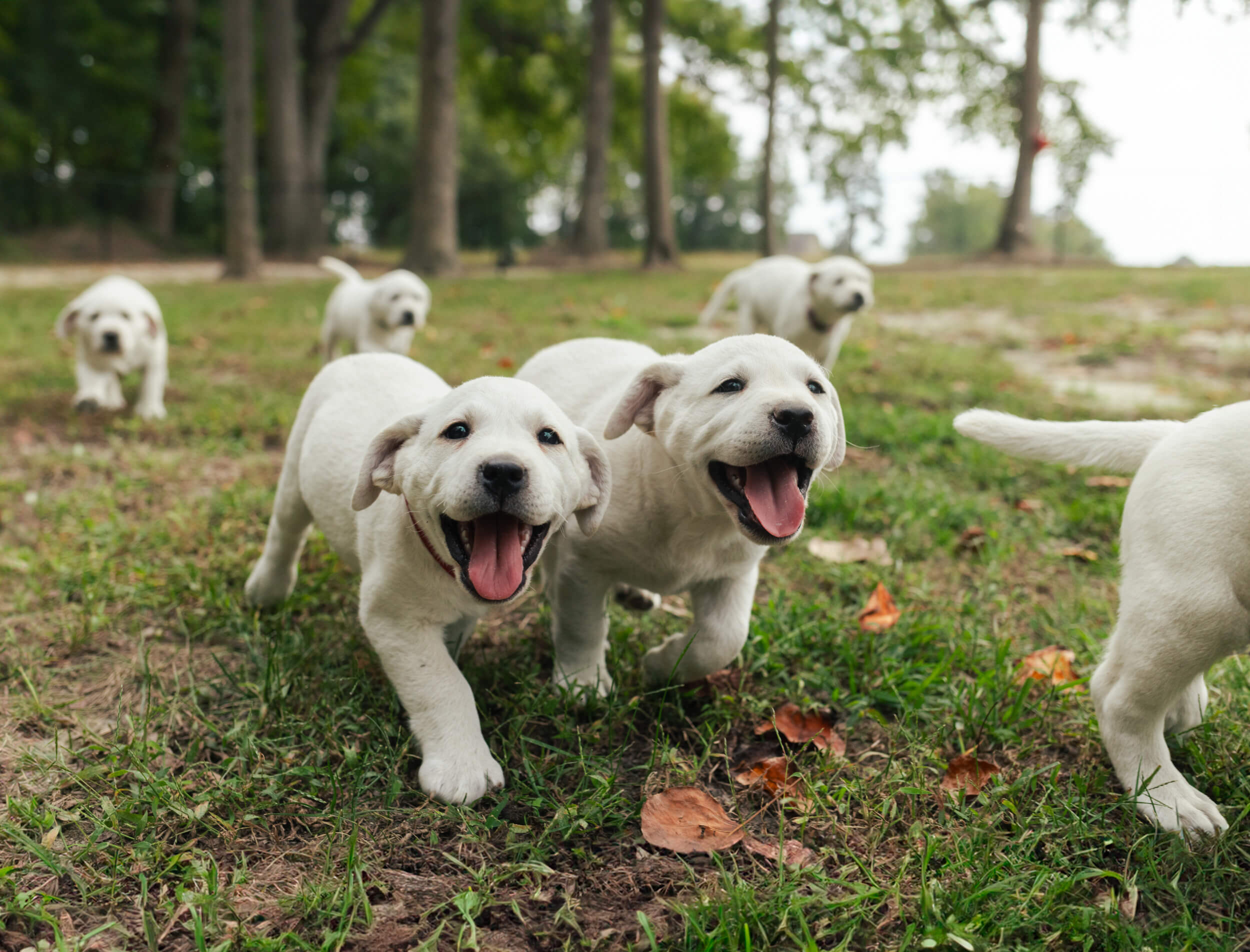 What You Get with Interview-Based Content Creation Playful Litter Of White Labs Outside in a Field