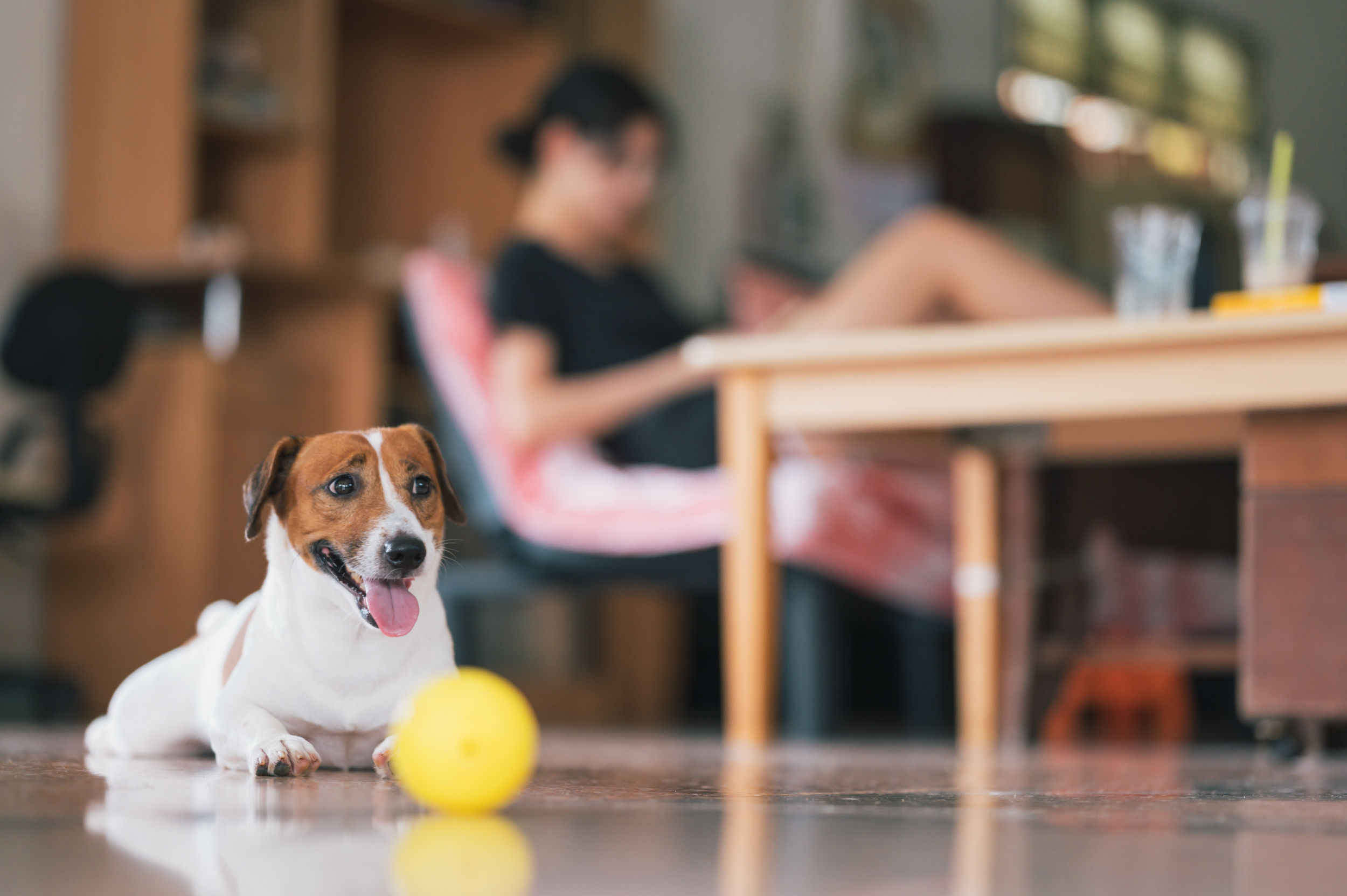 Your Logo Is Working Even When You’re Not Jack Russell Terrier enjoying life at home
