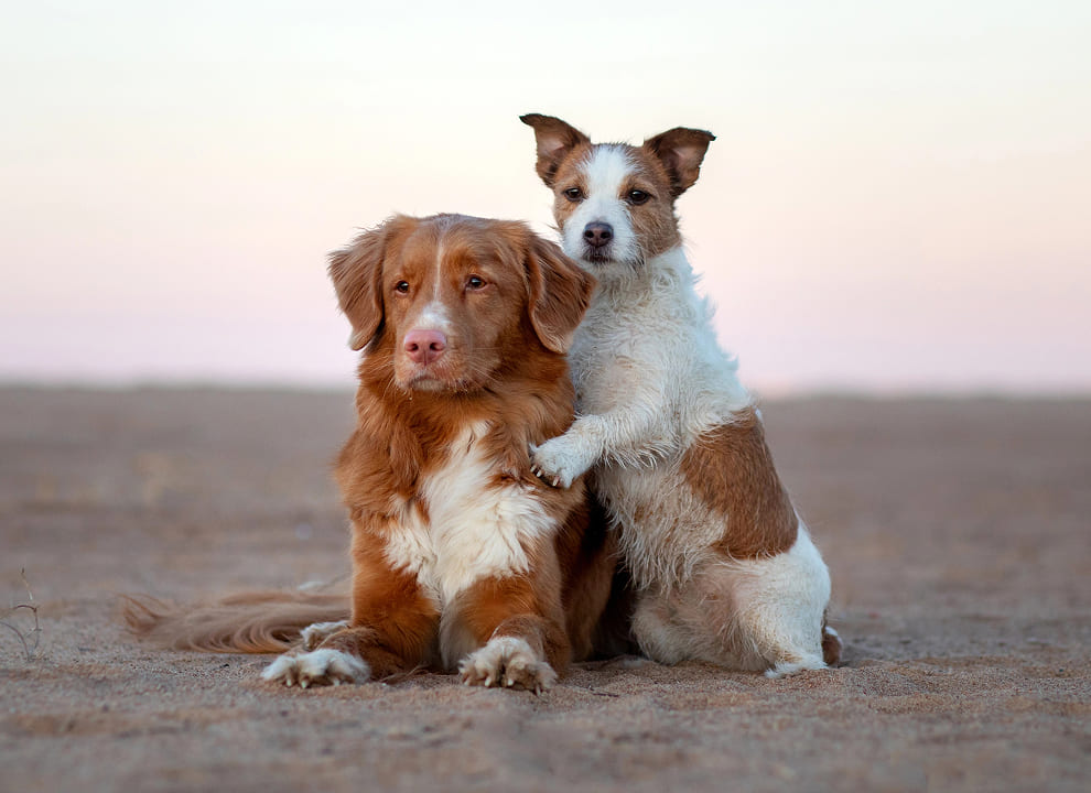 image 60 Two dogs on beach
